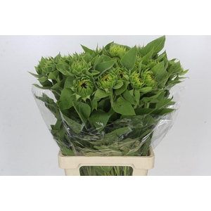 Helianthus Vincent's Choice