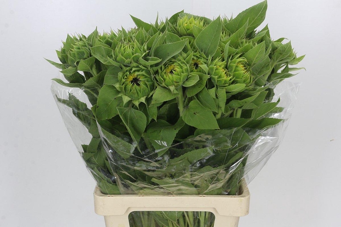 <h4>Helianthus Vincent's Choice</h4>