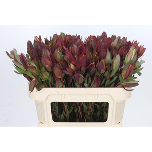 Leucadendron Senorita Spray