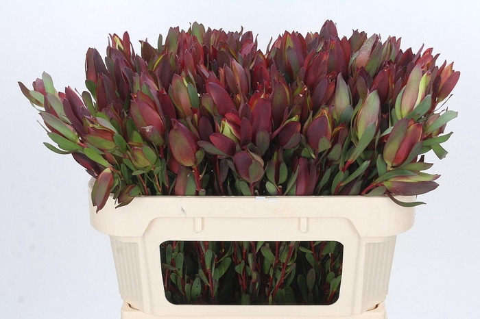 Leucadendron Senorita Spray