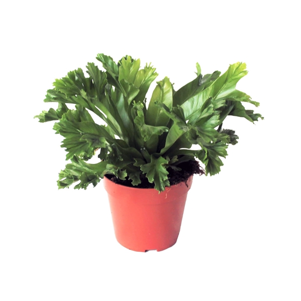 <h4>Asplenium Antiquum 'Leslie'</h4>
