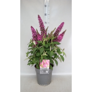 Buddleja   ...