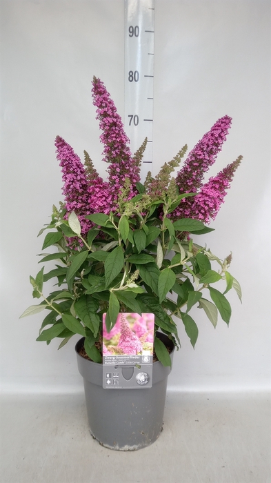 <h4>Buddleja   ...</h4>