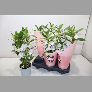 Dendr N S Dr Pandora