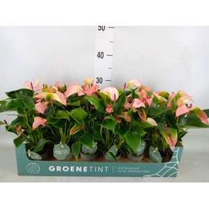 Anthurium  'Matata'