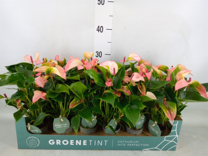 <h4>Anthurium  'Matata'</h4>