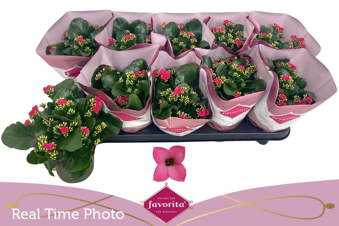 <h4>KAL EN THALIA</h4>