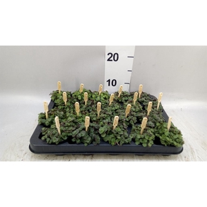 Callisia repens 'Turtle'