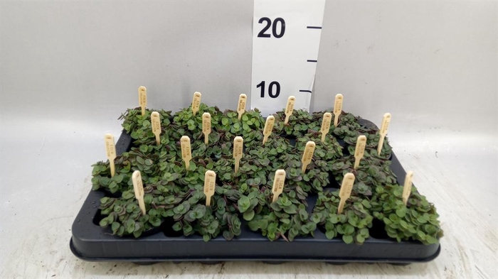 <h4>Callisia repens 'Turtle'</h4>
