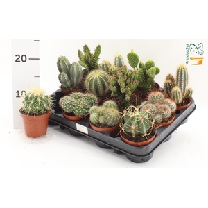 CACTUS GEM