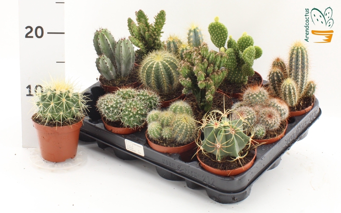 <h4>CACTUS GEM</h4>