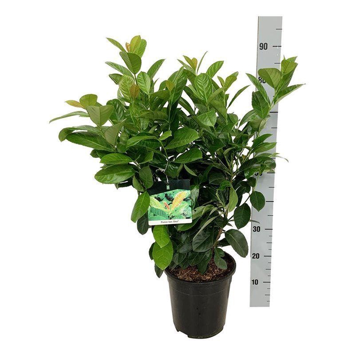 <h4>Prunus laur. 'Etna'</h4>