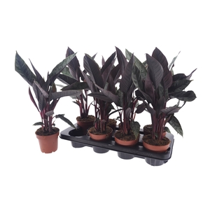 APOB ACUMINATISSIMA