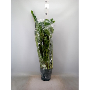 Zamioculcas zamiifolia