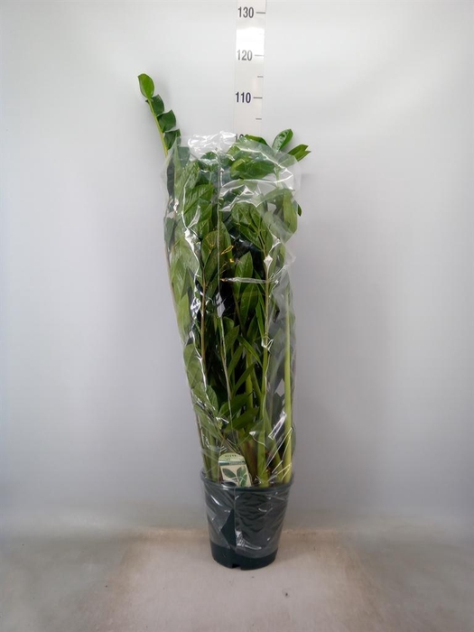 <h4>Zamioculcas zamiifolia</h4>