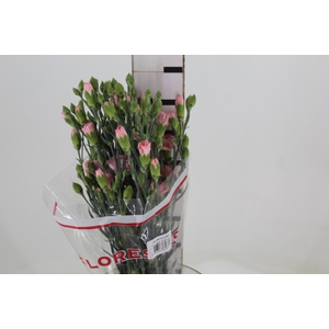 CRAVO SPRAY MISS SASSY 070 CM