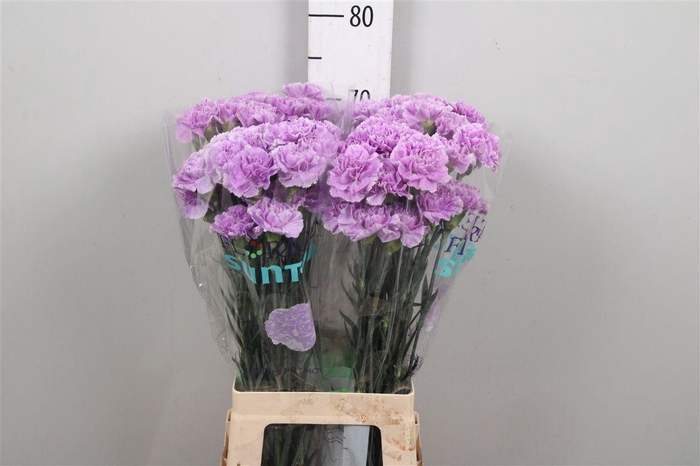 <h4>Di St Moonaqua</h4>