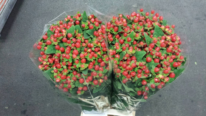 <h4>Hyp Mag Triumph</h4>