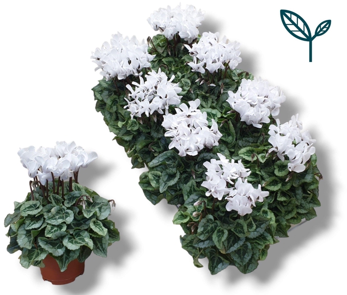 <h4>Cyclamen-DONATELLO-WIT</h4>