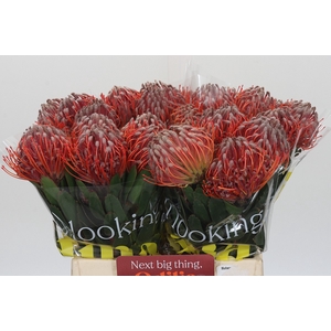Nutans Scarlet Ribbon