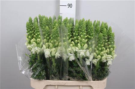<h4>Antir Antibes White</h4>