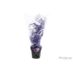 Asp Make-Upz Purple