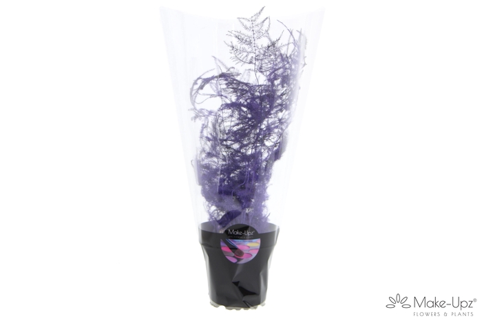 <h4>Asp Make-Upz Purple</h4>