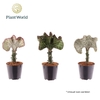 Euphorbia Su L Cristata gemengd Gemenden kleuren stam