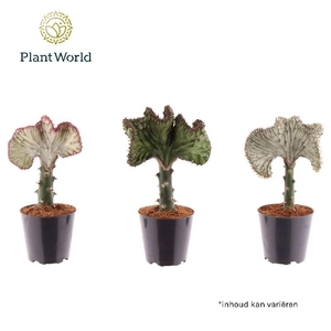 Euphorbia Su L Cristata gemengd Gemenden kleuren stam