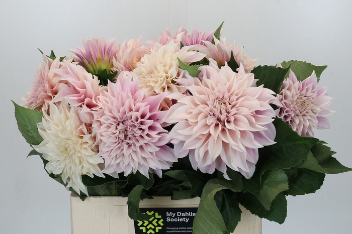 Dahlia DE 'Cafe au Lait'