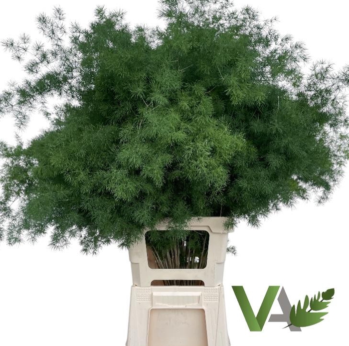 <h4>ASP UMBELLATUS</h4>