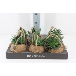 Kokodama Aloe Mix P15