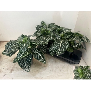 APHELANDRA SQUARROSA