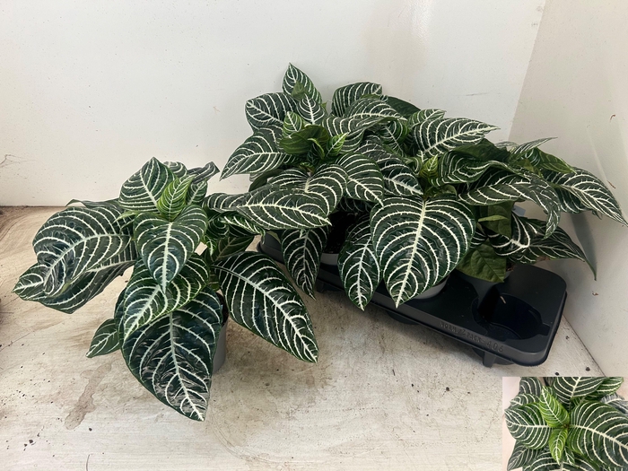 <h4>APHELANDRA SQUARROSA</h4>