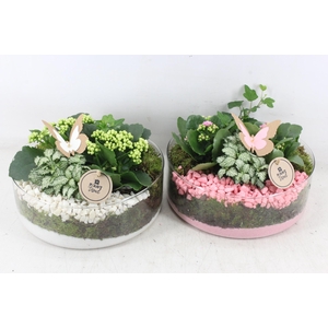 arr2 PL - Glas cilinder XL 338/2 - roze/wit