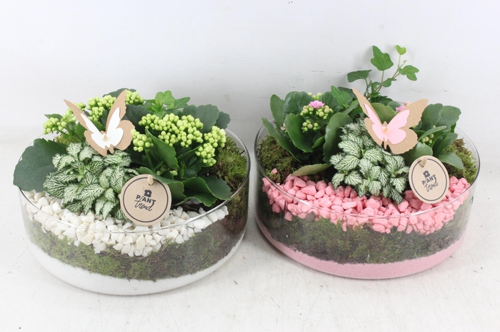 <h4>arr2 PL - Glas cilinder XL 338/2 - roze/wit</h4>