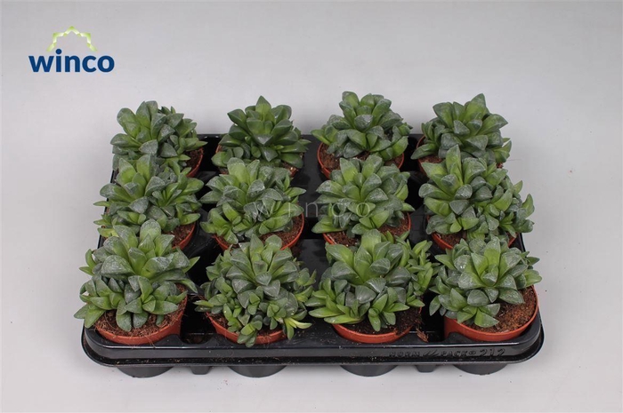<h4>Haworthia Retusa Ssp.</h4>