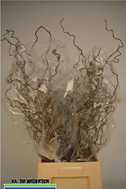 <h4>CORYL AV CONTORTA</h4>