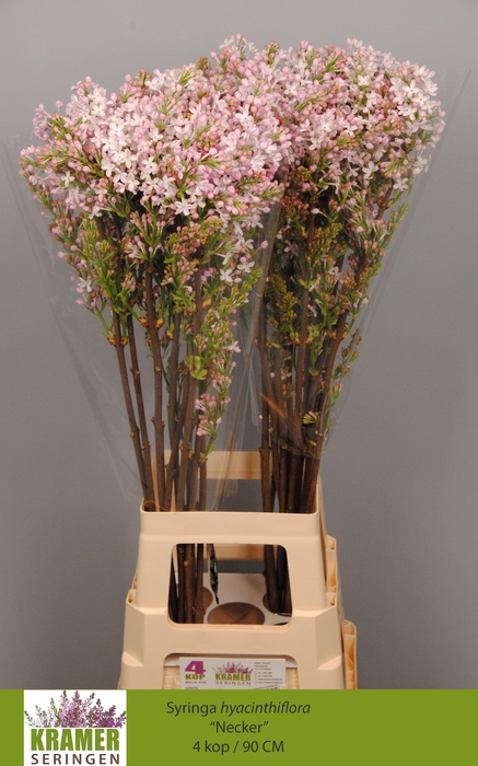 <h4>SYR HY NECKER</h4>