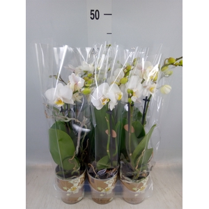 Phalaenopsis multi.   ...white