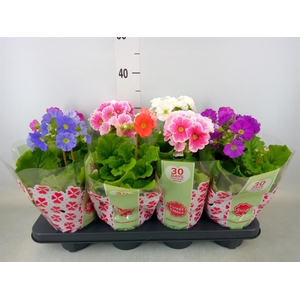 Primula obcon. 'SwKiss Amore'  .mix