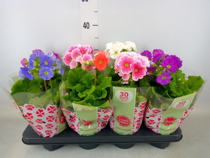 <h4>Primula obcon. 'SwKiss Amore'  .mix</h4>