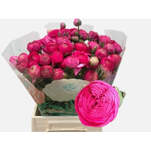 RANUNCULUS  'AAZUR DEEP ROSE'