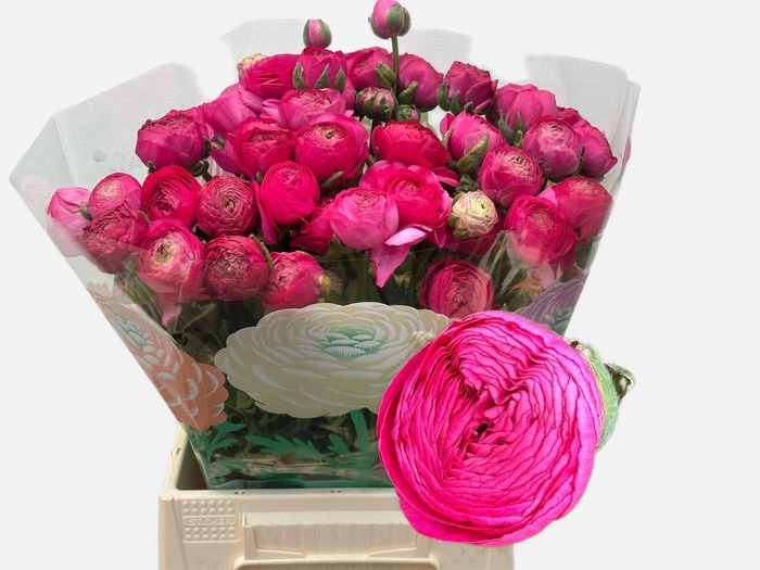<h4>RANUNCULUS  'AAZUR DEEP ROSE'</h4>