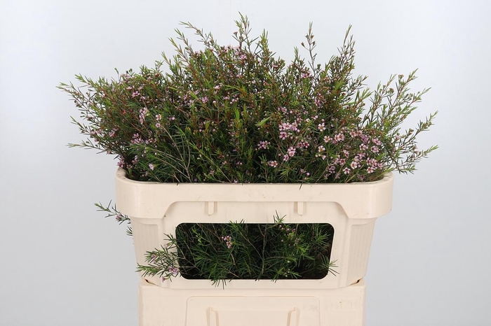 <h4>Chame Un Romi</h4>