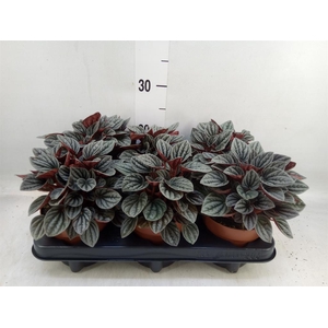 Peperomia caperata 'Caracas'