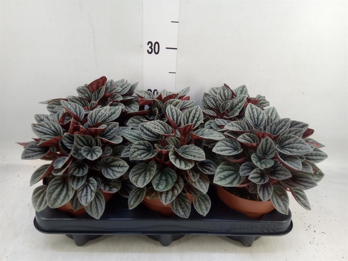 <h4>Peperomia caperata 'Caracas'</h4>