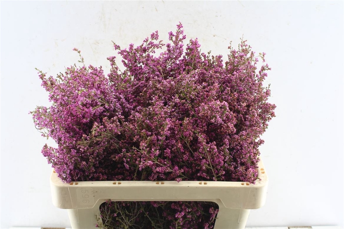 <h4>Kaaps Erica Pink</h4>