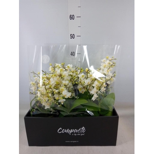 Phalaenopsis multi. 'Cream Punch'