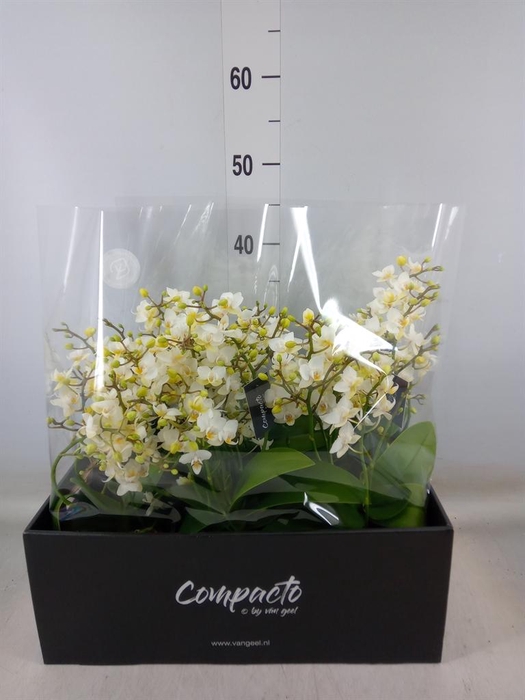 <h4>Phalaenopsis multi. 'Cream Punch'</h4>